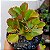 Suculenta Kalanchoe Sexangularis - Imagem 2