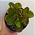 Suculenta Kalanchoe Sexangularis - Imagem 1