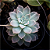 Suculenta Echeveria Milk Way - Imagem 1