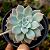 Suculenta Echeveria Milk Way - Imagem 2