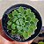 Suculenta Echeveria Paula - Imagem 3