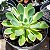 Suculenta Echeveria Paula - Imagem 2