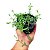 Suculenta Colar de Golfinhos "Senecio Peregrinus" - Imagem 1