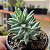Suculenta Sedum Nicaeense - Imagem 1