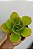 Suculenta Echeveria Peach Pride - Imagem 2