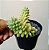 Suculenta Sedum Treleasei - Imagem 1