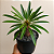Pachypodium Lamerei "Palmeira de Madagascar" - Imagem 3
