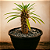 Pachypodium Lamerei "Palmeira de Madagascar" - Imagem 2