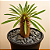 Pachypodium Lamerei "Palmeira de Madagascar" - Imagem 1