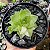 Suculenta Haworthia Cymbiforms Variegata - Imagem 1