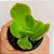 Suculenta Echeveria Peach Pride - Imagem 1