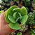 Suculenta Echeveria Mandala Citrus "Momoca" - Imagem 2