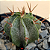 Astrophytum Ornatum - Imagem 3