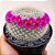 Cacto Mammillaria Hahniana - Imagem 1