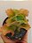 Suculenta Kalanchoe Krinkle Red - Imagem 5