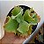 Suculenta Kalanchoe Krinkle Red - Imagem 2