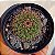 Cacto Mammillaria Melanocentra Var. Rubrograndis - Imagem 1