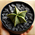 Astrophytum Nudum 5K | Cacto Estrela Raro | Planta Exclusiva para Colecionadores - Imagem 1