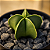 Astrophytum Nudum 5K | Cacto Estrela Raro | Planta Exclusiva para Colecionadores - Imagem 2