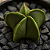 Astrophytum Nudum 5K | Cacto Estrela Raro | Planta Exclusiva para Colecionadores - Imagem 3