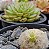 Cacto Mammillaria Plumosa - Imagem 3