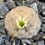 Cacto Mammillaria Plumosa - Imagem 1