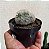 Cacto Mammillaria Plumosa - Imagem 6