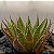 Suculenta Aloe Aristata - Imagem 3