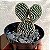Cacto Opuntia Microdasys "Orelha De Mickey Mouse" branco - Imagem 1