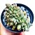 Suculenta Echeveria Dark Vader Cristata - Imagem 2