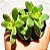 Suculenta Echeveria N ID - Imagem 1
