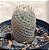 Cacto Mammillaria Lanata - Imagem 3