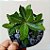 Adenium - Rosa do Deserto - Imagem 1