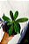 Adenium - Rosa do Deserto - Imagem 3