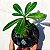 Adenium - Rosa do Deserto - Imagem 2
