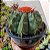 Cacto Cabeça de Frade - Matriz "Melocactus Ernestii" - Imagem 1