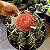 Cacto Cabeça de Frade - Matriz "Melocactus Ernestii" - Imagem 2
