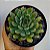 Suculenta Echeveria Pulidonis - Imagem 1
