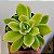 Suculenta Echeveria Golden Glow - Imagem 1