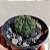 Cacto Gymnocalycium Baldianum - Imagem 3