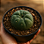 Cacto Matucana Madisoniorum - Imagem 2
