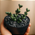 Suculenta Delosperma Lehmanii "Coração Partido" - Imagem 1