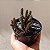 Suculenta Stapelianthus decaryii - Imagem 1