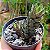 Suculenta Haworthia Coarctata - Imagem 1