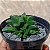 Suculenta Haworthia Retusa - Imagem 3
