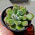 Suculenta Echeveria Doris Taylor - Imagem 1