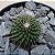 Cacto Mammillaria Pico - Imagem 2