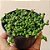 Suculenta Kleinia Rowleyanus "Colar de perolas" - Imagem 3