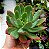Suculenta Echeveria Luella - Imagem 2