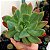 Suculenta Echeveria Luella - Imagem 3